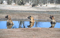 Three Spotted hyaenas cooling off in waterhole {Crocuta crocuta} Savuti Chobe NP,