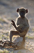 Chacma baboon juvenile sitting with leg raised {Papio ursinus} Chobe NP, Botswana