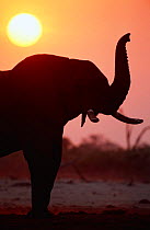 Silhouette of African elephant sniffing the air {Loxodonta africana} Chobe NP, Botswana