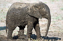 Baby African elephant after mudbath {Loxodonta africana} Chobe NP, Botswana