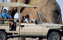 Large African elephant beside tour vehicle {Loxodonta africana} Chobe NP, Botswana