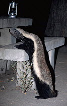Ratel / Honey badger searching for food at campsite {Mellivora capensis} Moremi GR, Botswana