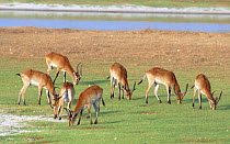 Red lechwe herd grazing {Kobus leche leche} Moremi GR, Botswana
