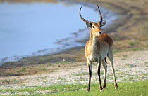 Red lechwe {Kobus leche leche} Moremi GR, Botswana