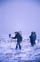 Hikers climb A Chailleach in blizzard, Monadhliath mtns, Highlands, Scotland.