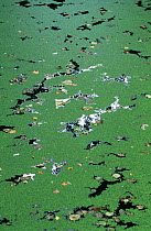 Lesser duckweed growing on canal water surface {Lemna minor