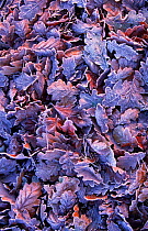 Fallen Oak leaves covered with frost in dawn sunlight