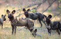 African wild dog group, one with radio collar {Lycaon pictus} Moremi GR, Botswana