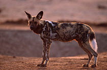 African wild dog portrait {Lycaon pictus} Savuti Chobe, Botswana