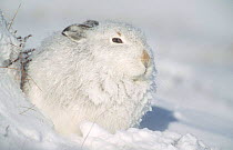 Mountain hare in winter coat huddles behind bank of snow {Lepus timidus} Scotland
