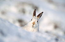 Mountain hare in winter coat peers from behind snow drift {Lepus timidus} Scotland, UK