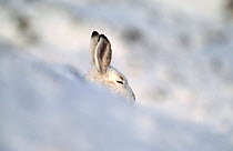 Mountain hare in winter coat ears appear over snow drift {Lepus timidus} Scotland, UK