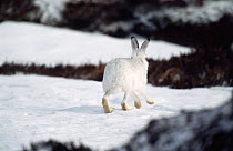 Mountain hare in winter coat running over snow {Lepus timidus} rear view, Scotland, UK