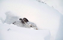 Mountain hare in winter coat rests in snow drift {Lepus timidus} Scotland, UK