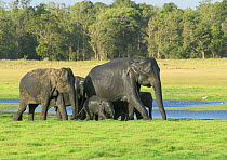 Indian elephant family group {Elephas maximus} Minneria NP, Sri Lanka