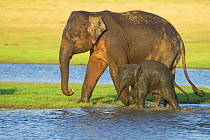 Indian elephant mother + young {Elephas maximus} Minneria NP, Sri Lanka