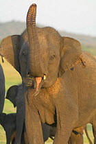 Indian elephant aggressive display {Elephas maximus} Minneria NP, Sri Lanka