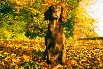Working Springer spaniel on autumn leaves {Canis familiaris} Wilts, UK
