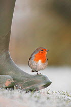 Robin perched on boot {Erithacus rubecula} UK