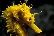 Yellow seahorse {Hippocampus guttulatus} portrait, Mediterranean Sea