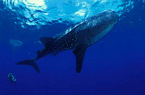 Whale shark {Rhincodon typus} + diver. Indo-Pacific