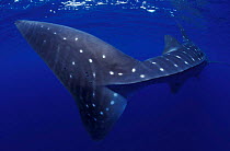 Close up of Whale shark tail {Rhincodon typus} Indo-Pacific