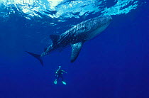 Whale shark {Rhincodon typus} + diver. Indo-Pacific