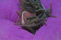 Anemone fish {Amphiprion akallopisos} in purple anemone, Indo-Pacific