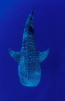 Whale shark portrait {Rhincodon typus} Indo-Pacific