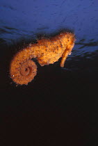 Spotted seahorse {Hippocampus kuda}, Indo-Pacific