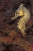 Spotted seahorse {Hippocampus kuda} Indo-Pacific