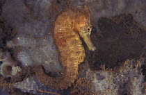 Spotted seahorse {Hippocampus kuda} Indo-Pacific