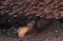 Grey faced moray eel {Siderea thysoidea} + Glassy sweepers, Indo-Pacific