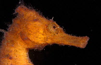 Spotted seahorse, portrait {Hippocampus kuda} Indo-Pacific