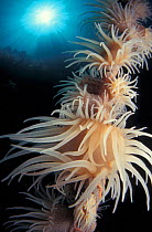 Colonial anemones {Nemanthus annamensis} on whip coral, Indo-Pacific