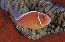 Pink anemone fish {Amphiprion perideraion} in sea anemone. Indo-Pacific