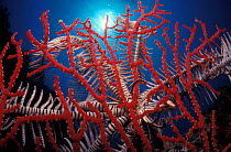 Feather star on fan coral, Indo-Pacific