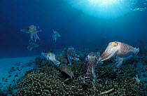 Broadclub cuttlefish mating and egg laying {Sepia latimanus} Indo-Pacific