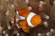 False clown anemonefish {Amphiprion ocellaris} in anemone, Indo-Pacific