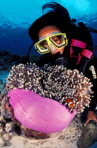 Diver with False clown anemonefish {Amphiprion ocellaris} in anemone.