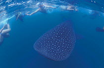 Whale shark {Rhincodon typus} + snorkelers. Donsol, Philippines