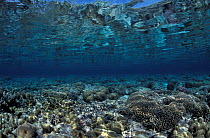 Coral reef with reflection at water surface, Indo-Pacific