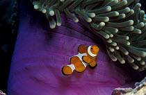 False clown anemonefish {Amphiprion ocellaris} in anemone, Indo-Pacific