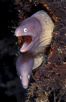 Pair of Grey faced moray eels {Siderea thyrsoidea} Indo-Pacific