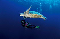 Green sea turtle with diver {Chelonia mydas} Turtle Is, Philippines