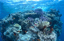 Coral reef, Great Barrier Reef, Australia