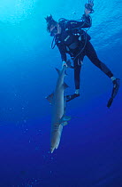 Researcher catches Whitetip reef shark for examination, Great Barrier Reef, Australia