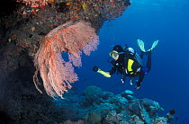 Diver at examines coral reef, Great Barrier Reef, Australia