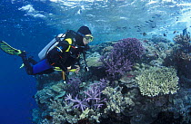 Diver at examines coral reef, Great Barrier Reef, Australia