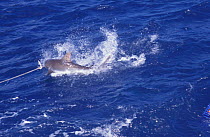 Grey reef shark lured to surface {Carcharhinus amblyrhynchos} Great Barrier